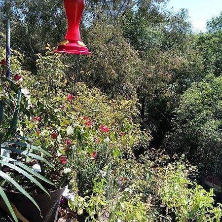 Charming Sunny Bedroom Overlooking Beautiful Amsterdam Avenue In Best Condesa Area Kota Meksiko Bagian luar foto