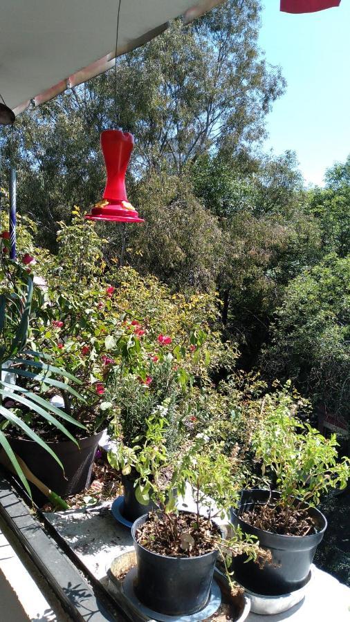Charming Sunny Bedroom Overlooking Beautiful Amsterdam Avenue In Best Condesa Area Kota Meksiko Bagian luar foto
